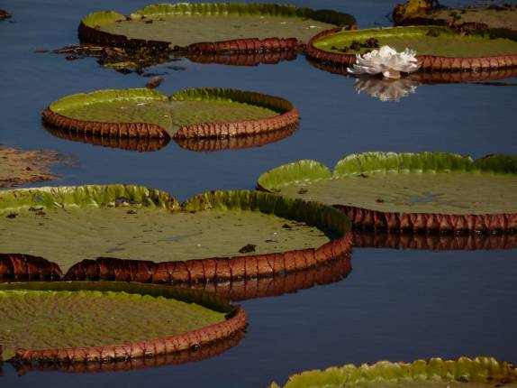 Vitórias-Régias em lago de hotel em Porto Jofre, no final da rodovia Transpantaneira, no Pantanal Norte, no Mato Grosso